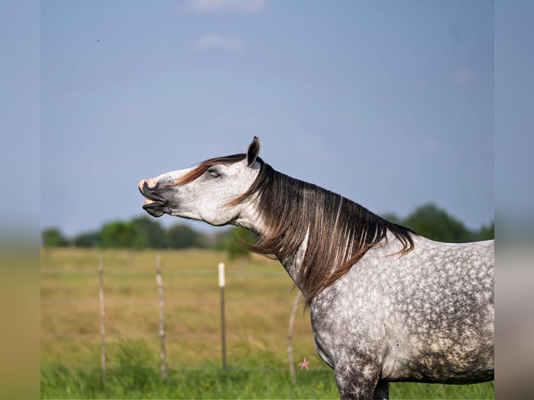 American Quarter Horse Mix Wałach 6 lat 155 cm Siwa in Terrell, TX