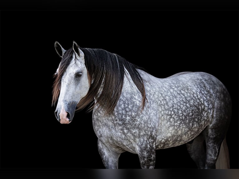 American Quarter Horse Mix Wałach 6 lat 155 cm Siwa in Terrell, TX