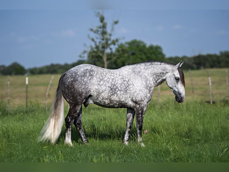 American Quarter Horse Mix Wałach 6 lat 155 cm Siwa in Terrell, TX