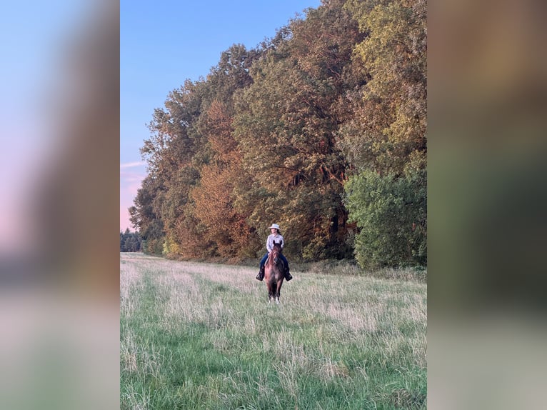 American Quarter Horse Wałach 6 lat 156 cm Gniadodereszowata in Issum