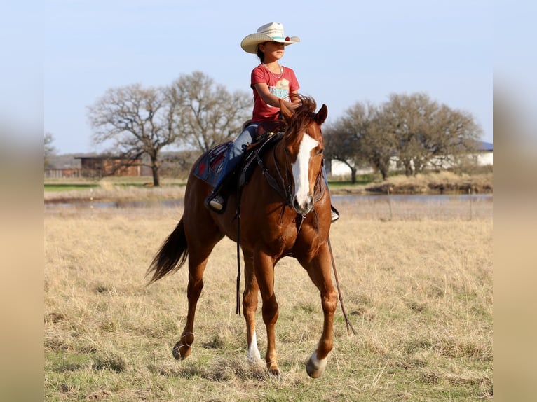 American Quarter Horse Wałach 6 lat 157 cm Cisawa in Mineral Wells