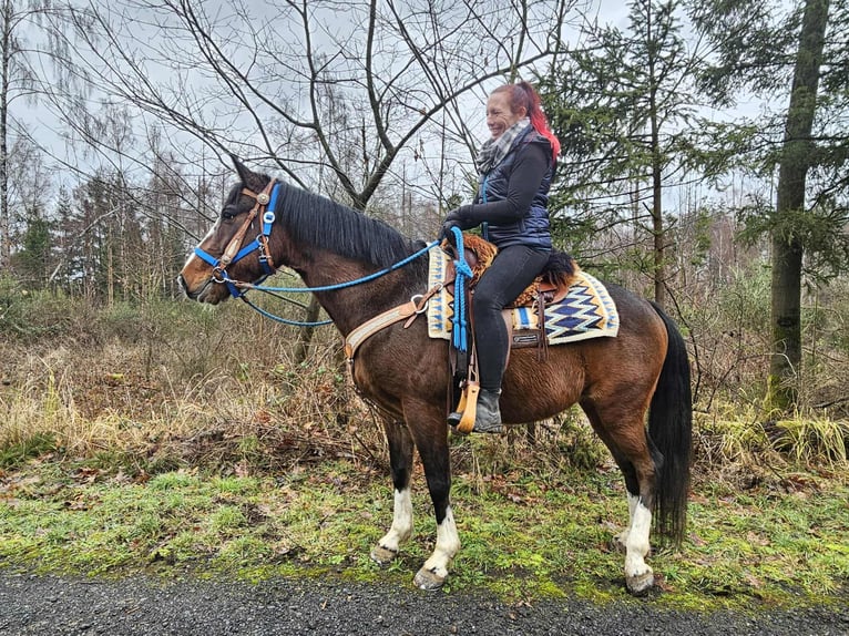 American Quarter Horse Mix Wałach 6 lat 157 cm Gniada in Linkenbach