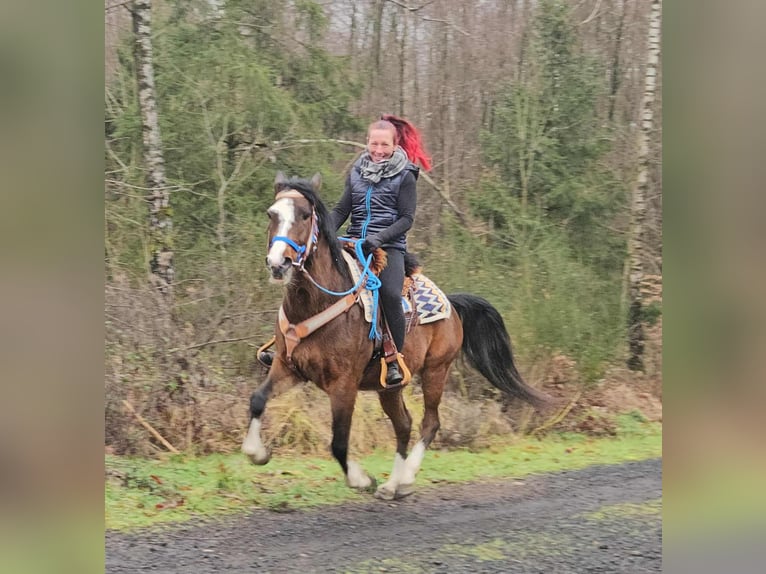American Quarter Horse Mix Wałach 6 lat 157 cm Gniada in Linkenbach