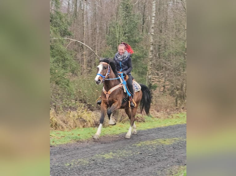 American Quarter Horse Mix Wałach 6 lat 157 cm Gniada in Linkenbach