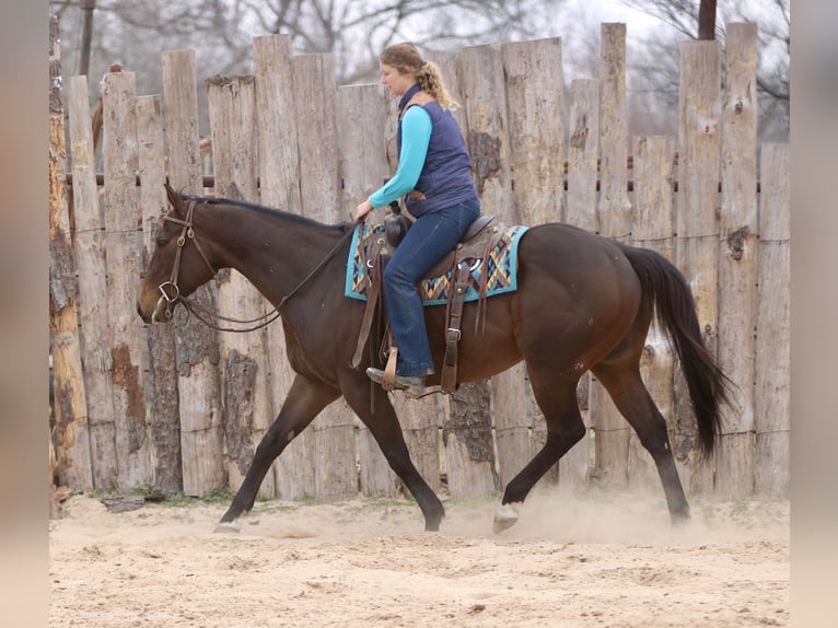 American Quarter Horse Mix Wałach 6 lat 157 cm Gniada in Athens