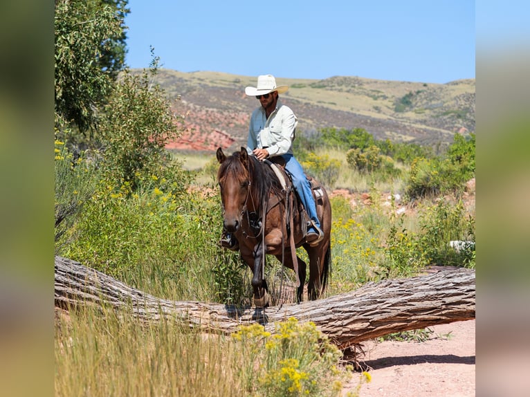 American Quarter Horse Wałach 6 lat 157 cm Gniadodereszowata in Ranger