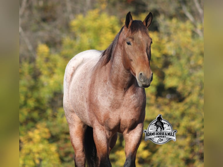 American Quarter Horse Wałach 6 lat 157 cm Gniadodereszowata in Mount Vernon