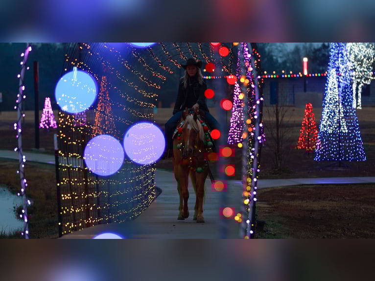 American Quarter Horse Wałach 6 lat 157 cm Izabelowata in Quitman