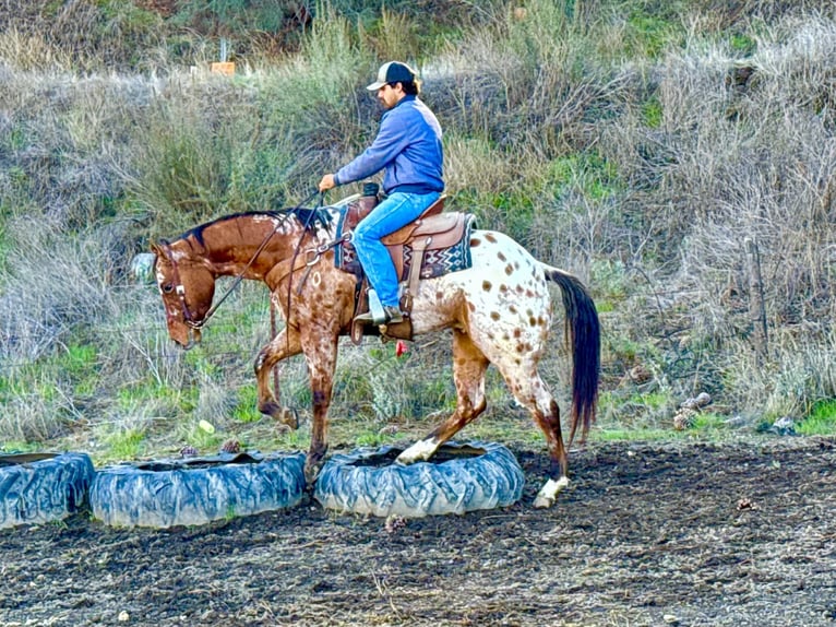 American Quarter Horse Wałach 6 lat 157 cm Jelenia in Paicines CA