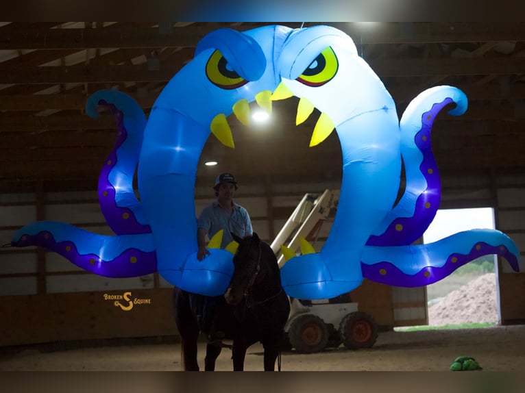 American Quarter Horse Wałach 6 lat 157 cm Kara in Bogard, MO