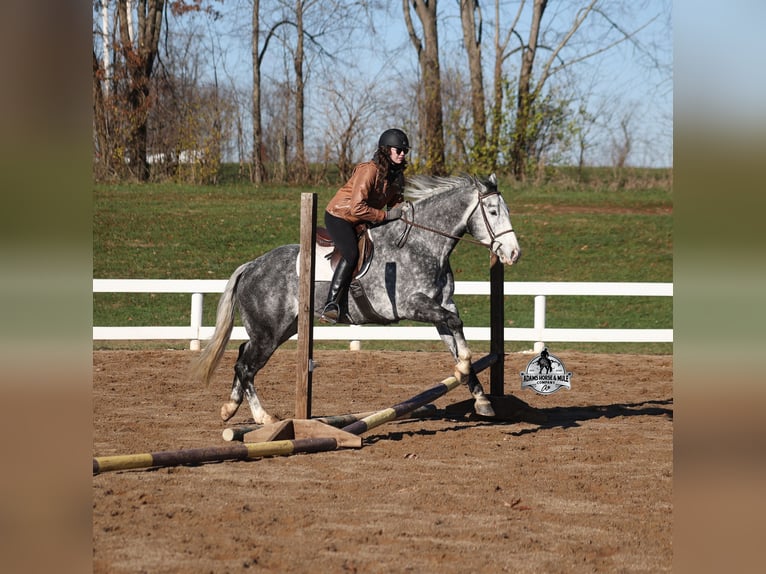 American Quarter Horse Wałach 6 lat 157 cm Karosiwa in Fresno