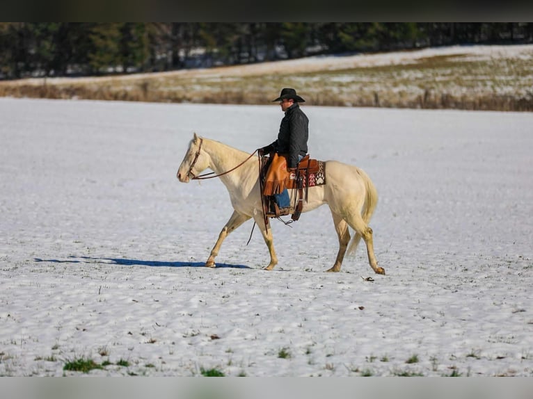 American Quarter Horse Wałach 6 lat 157 cm Perlino in Santa Fe TN