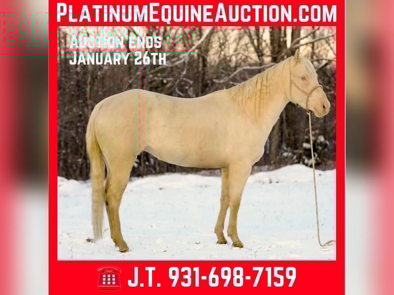 American Quarter Horse Wałach 6 lat 157 cm Perlino in Santa Fe TN