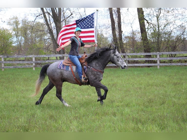 American Quarter Horse Wałach 6 lat 157 cm Siwa in Highland MI