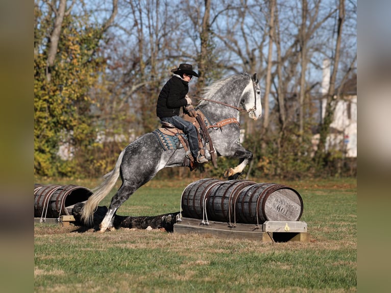 American Quarter Horse Wałach 6 lat 157 cm Siwa jabłkowita in Wickenburg