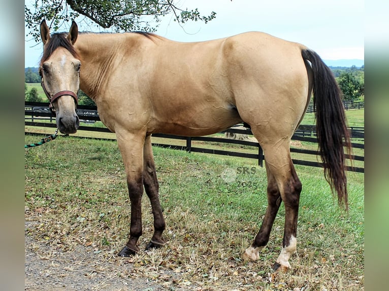 American Quarter Horse Wałach 6 lat 160 cm Jelenia in Jeffersonton