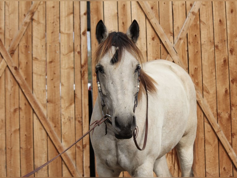 American Quarter Horse Wałach 6 lat 160 cm Jelenia in Fort Collins