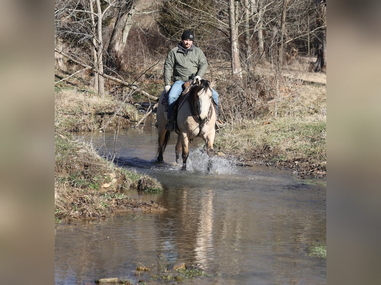American Quarter Horse Wałach 6 lat 160 cm Jelenia in Mount Vernon