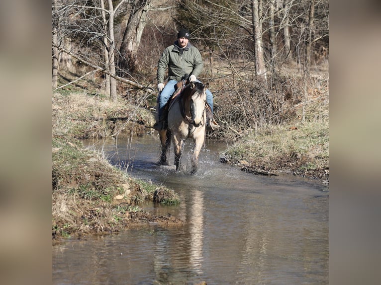 American Quarter Horse Wałach 6 lat 160 cm Jelenia in Mount Vernon