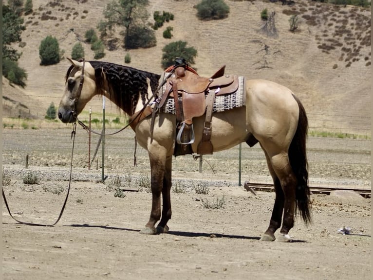American Quarter Horse Wałach 6 lat 160 cm Jelenia in Paicines CA