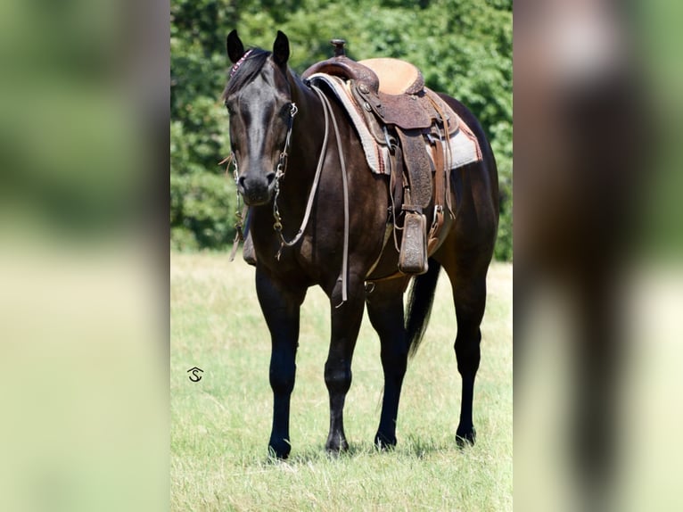 American Quarter Horse Wałach 6 lat 160 cm Kara in Crescent, OK