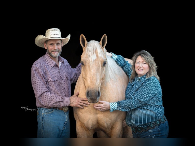 American Quarter Horse Wałach 6 lat 163 cm Izabelowata in Rockville