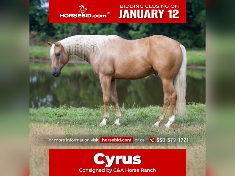 American Quarter Horse Wałach 6 lat 163 cm Izabelowata in Rockville