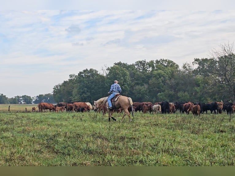 American Quarter Horse Wałach 6 lat 163 cm Izabelowata in Rockville