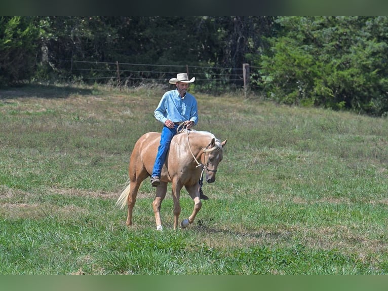 American Quarter Horse Wałach 6 lat 163 cm Izabelowata in Rockville