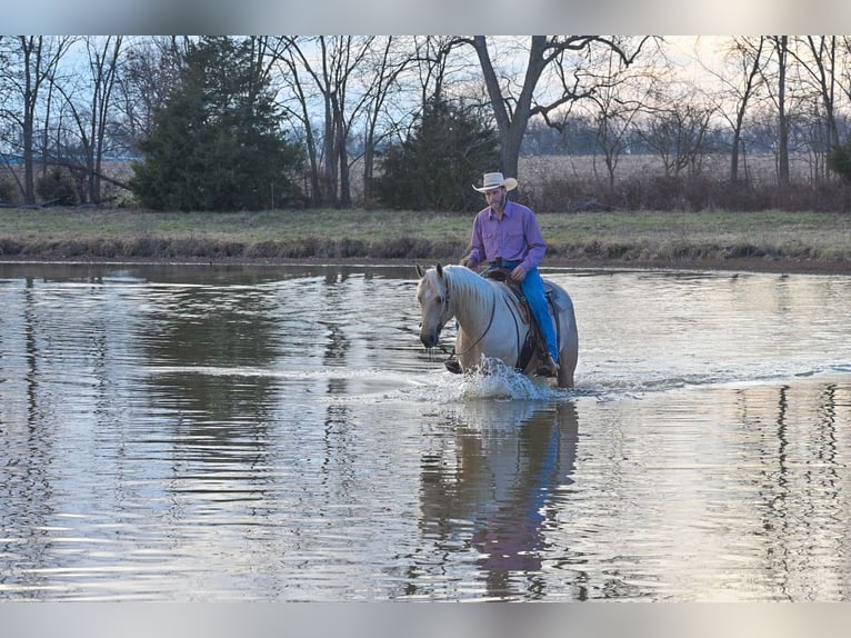 American Quarter Horse Wałach 6 lat 163 cm Izabelowata in Rockville