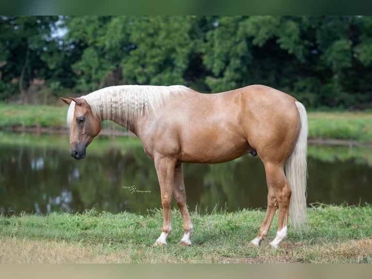 American Quarter Horse Wałach 6 lat 163 cm Izabelowata in Rockville