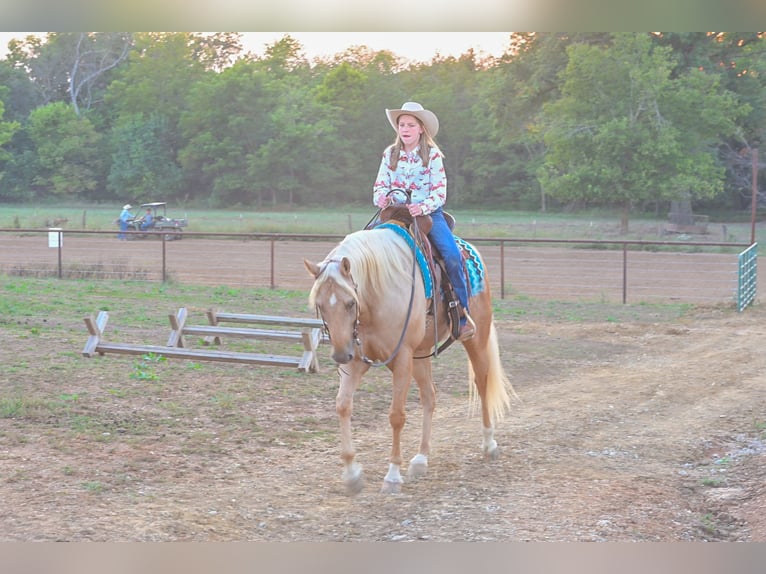 American Quarter Horse Wałach 6 lat 163 cm Izabelowata in Rockville