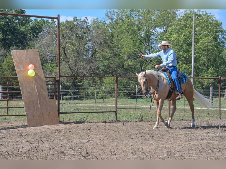 American Quarter Horse Wałach 6 lat 163 cm Izabelowata in Rockville