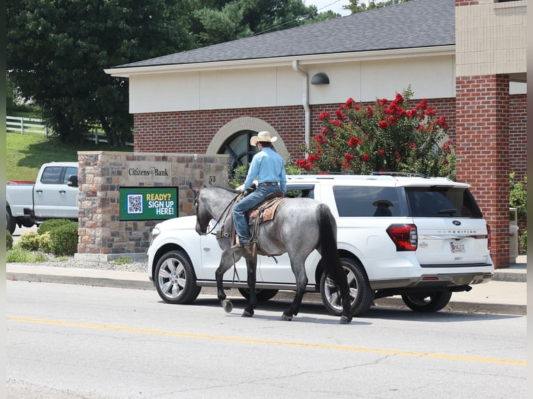 American Quarter Horse Wałach 6 lat 163 cm Karodereszowata in Gladstone