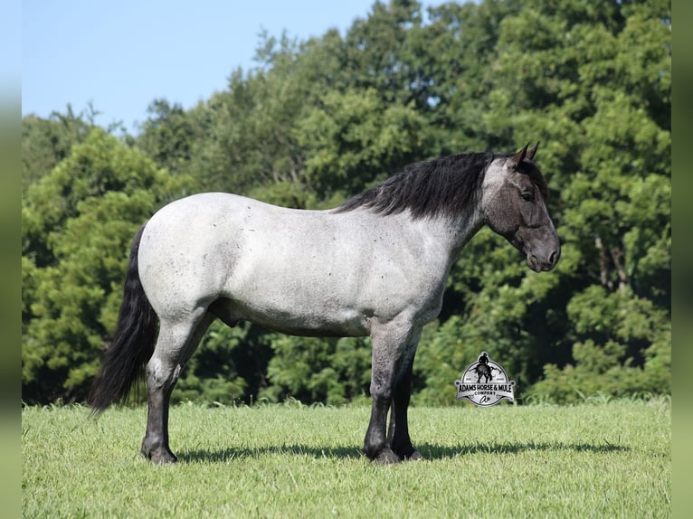 American Quarter Horse Wałach 6 lat 163 cm Karodereszowata in Gladstone