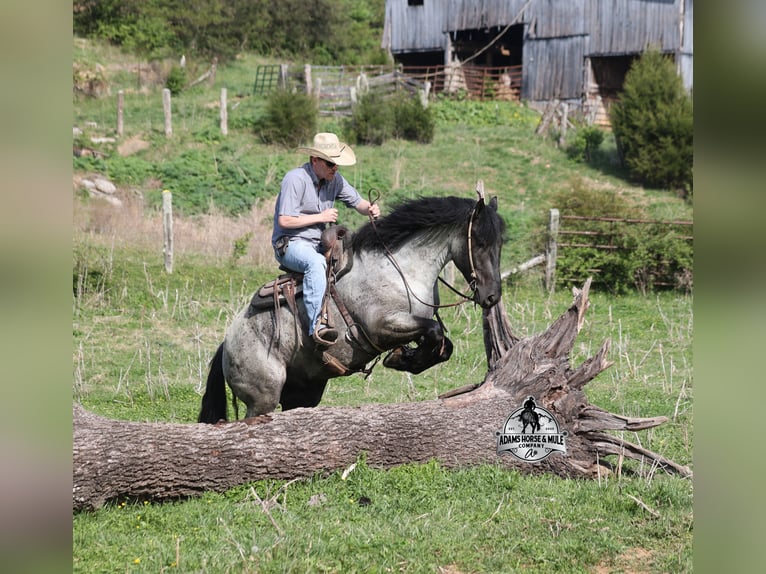 American Quarter Horse Wałach 6 lat 163 cm Karodereszowata in Mount Vernon