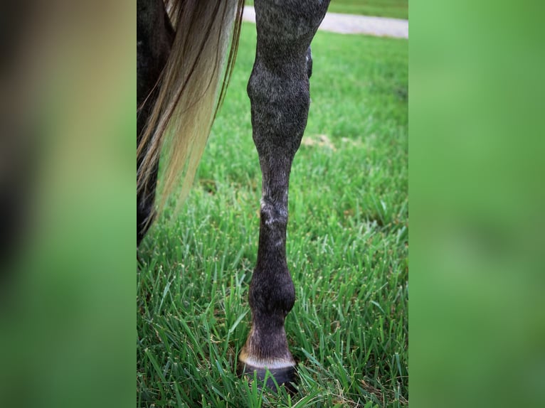 American Quarter Horse Wałach 6 lat 163 cm Siwa in Auxvasse, MO