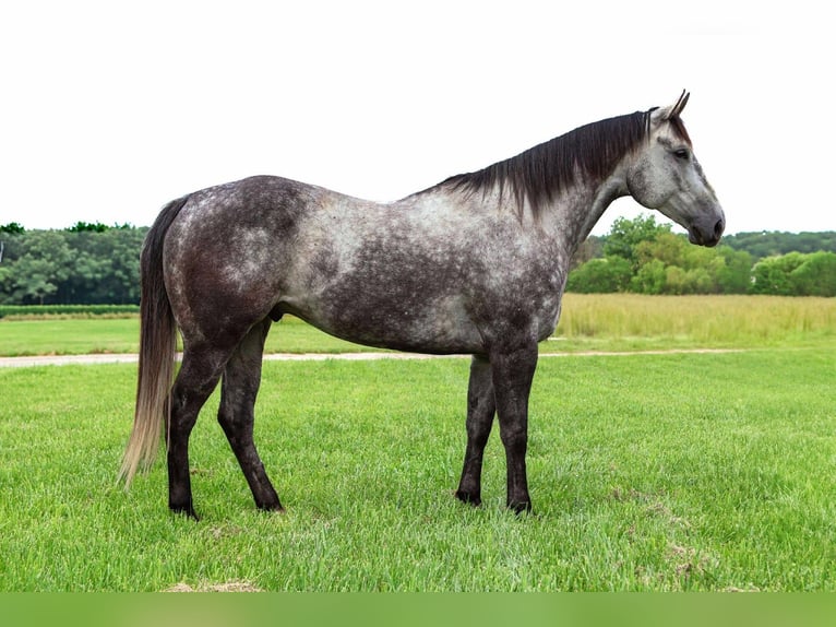 American Quarter Horse Wałach 6 lat 163 cm Siwa in Auxvasse, MO