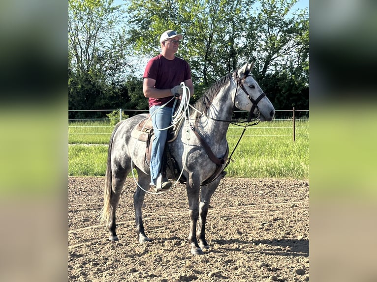 American Quarter Horse Wałach 6 lat 163 cm Siwa in Auxvasse, MO