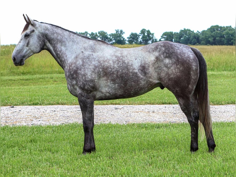 American Quarter Horse Wałach 6 lat 163 cm Siwa in Auxvasse, MO
