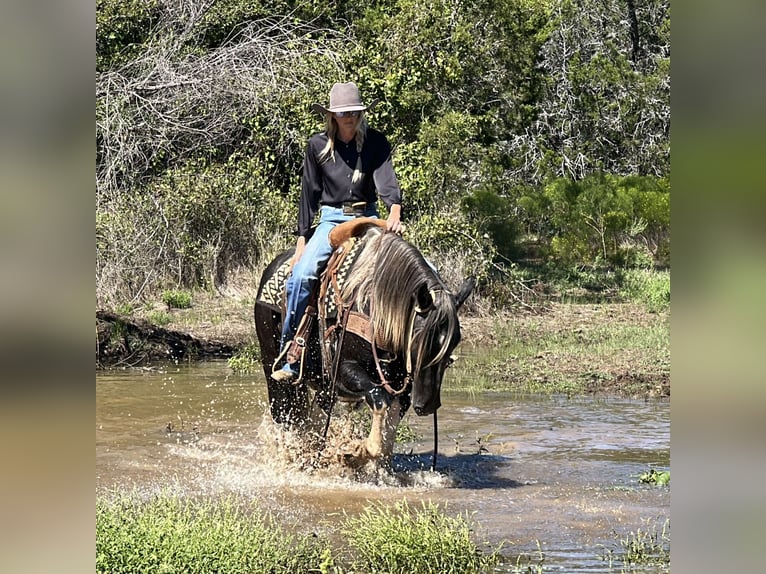 American Quarter Horse Wałach 6 lat 163 cm Tobiano wszelkich maści in Jacksboro TX