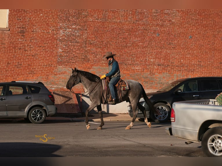 American Quarter Horse Wałach 6 lat 165 cm Karodereszowata in Bogard MO