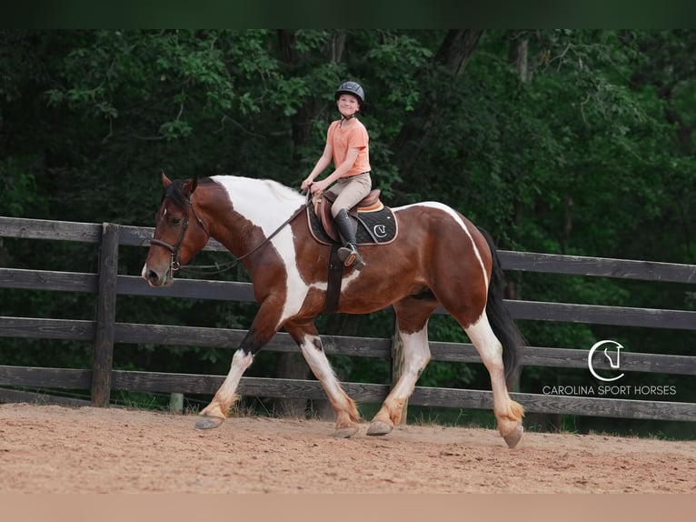 American Quarter Horse Mix Wałach 6 lat 165 cm in Clover, SC