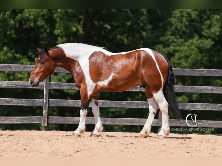 American Quarter Horse Mix Wałach 6 lat 165 cm in Clover, SC