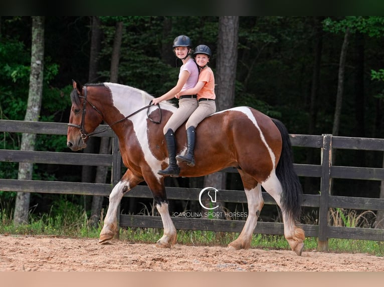 American Quarter Horse Mix Wałach 6 lat 165 cm in Clover, SC