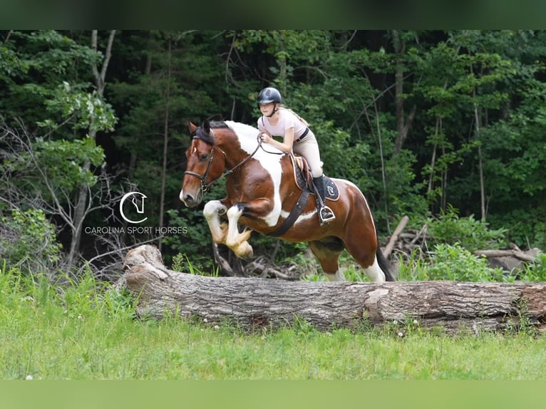 American Quarter Horse Mix Wałach 6 lat 165 cm in Clover, SC