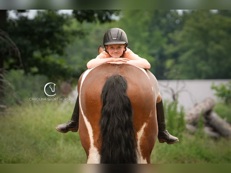 American Quarter Horse Mix Wałach 6 lat 165 cm in Clover, SC