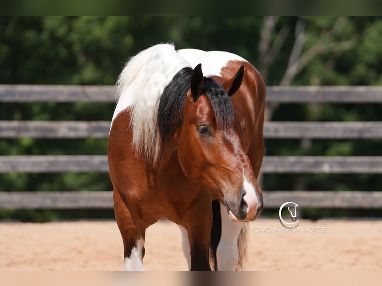American Quarter Horse Mix Wałach 6 lat 165 cm in Clover, SC