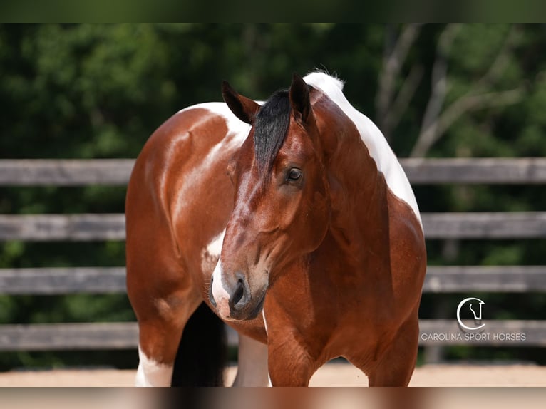 American Quarter Horse Mix Wałach 6 lat 165 cm in Clover, SC