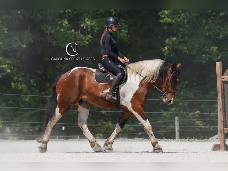American Quarter Horse Mix Wałach 6 lat 165 cm in Clover, SC